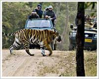 Bandhavgarh national park