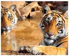 Ranthambhore