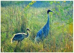 boat cruise on the Mandovi River