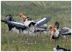 Wildlife India Tour with Taj Mahal