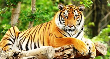 India Adventure Wildlife Tours